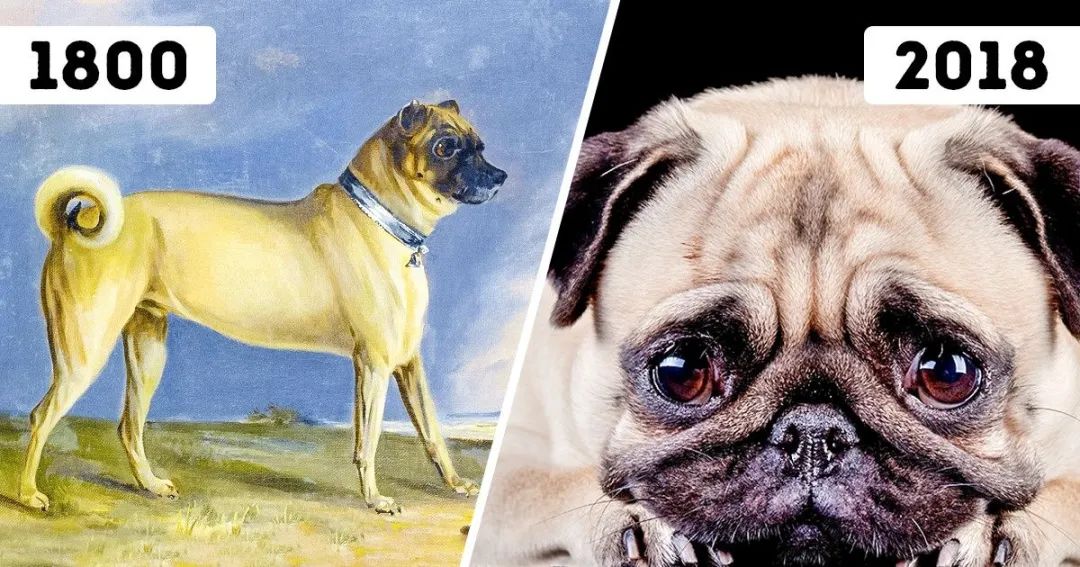 巴哥犬的五大优点和缺点,巴哥犬优点和缺点有哪些