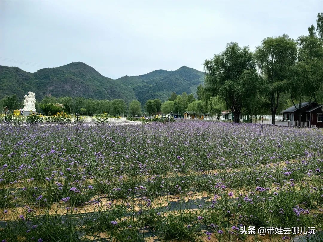 密云人间花海水上乐园水有多深,密云戏水乐园水上花海