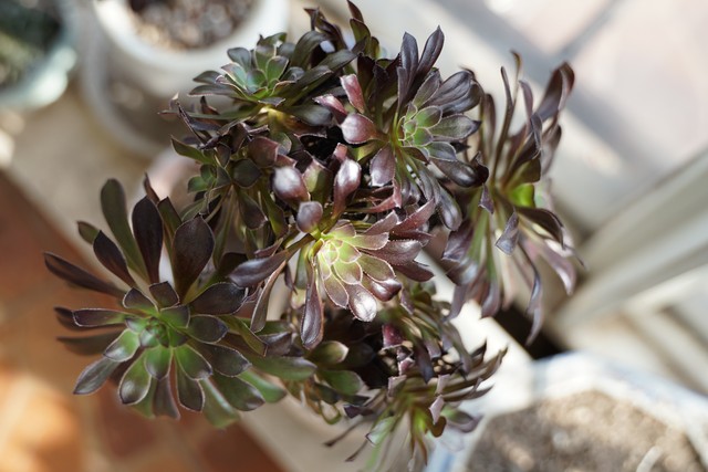 黑法师为什么不黑,黑法师为什么不长了