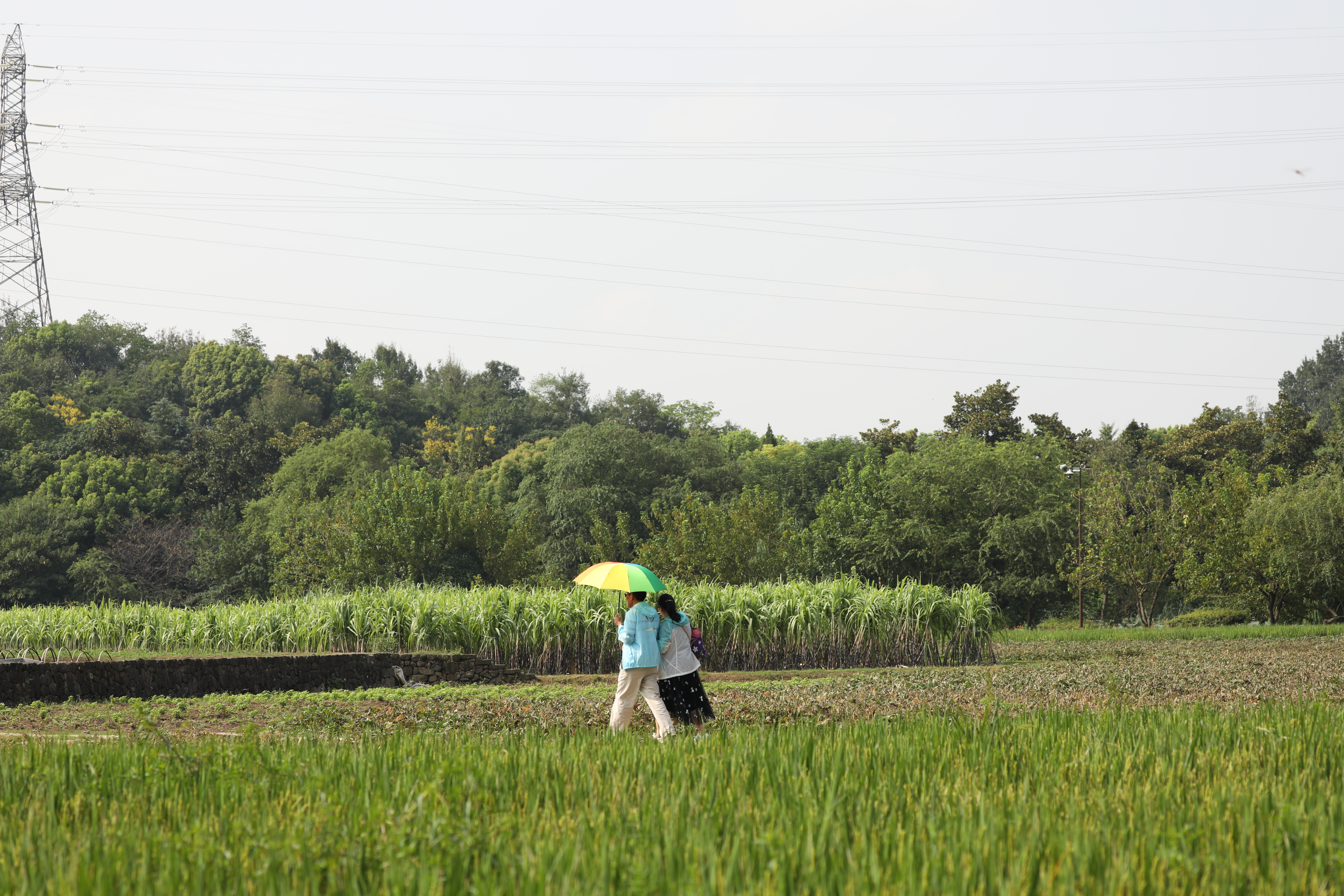八卦田遗址公园直播,八卦田遗址公园平面示意图