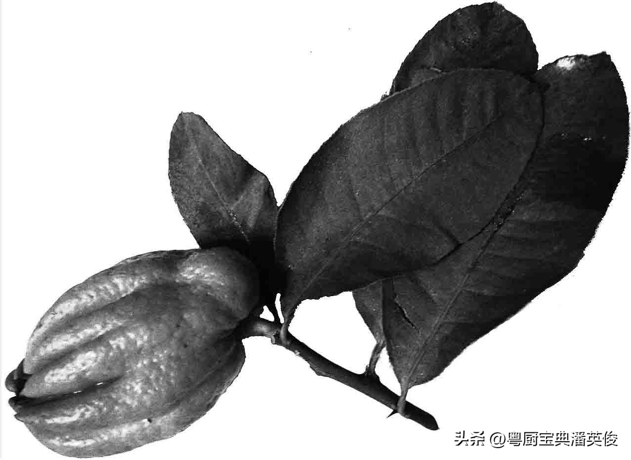 香料知识灵香草,香料知识百科