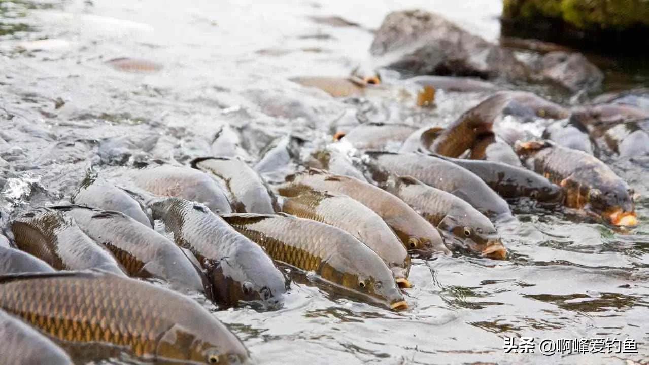 鲤鱼不同的品种食性差别,鲤鱼的种类和区别