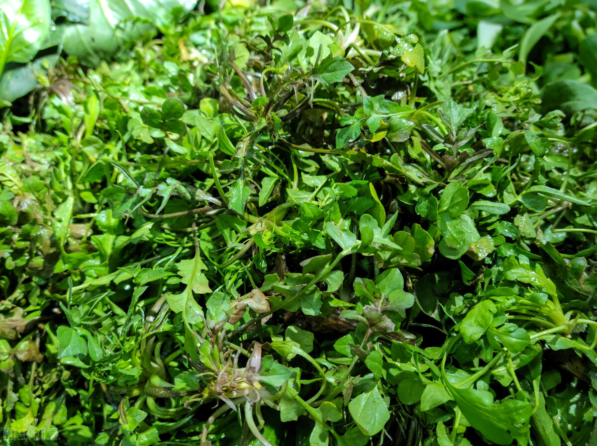 一周岁儿童补钙补什么钙最好,儿童增高补钙食谱高钙食物排行榜