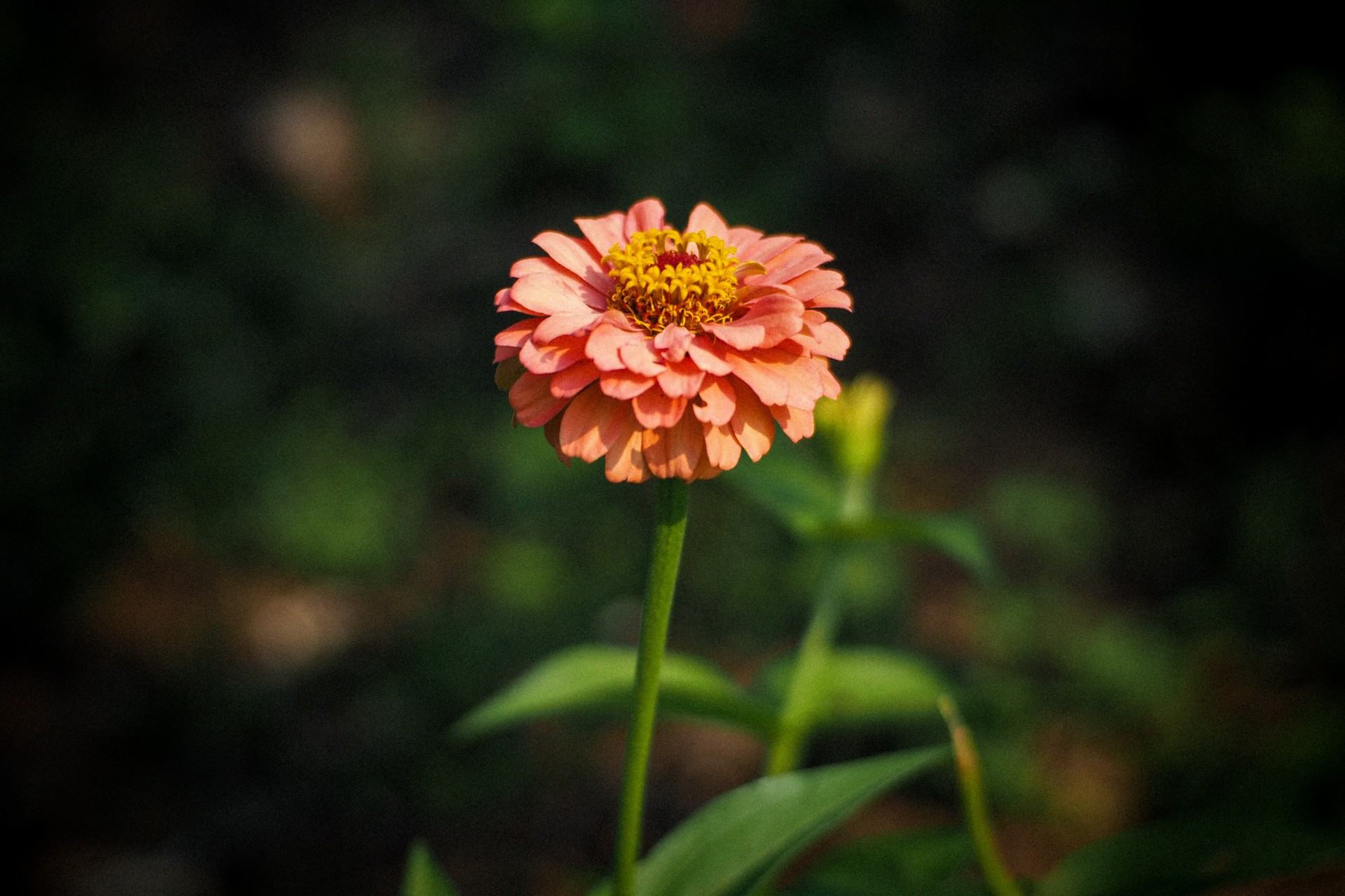 爱到入心入骨,爱你入骨情入心