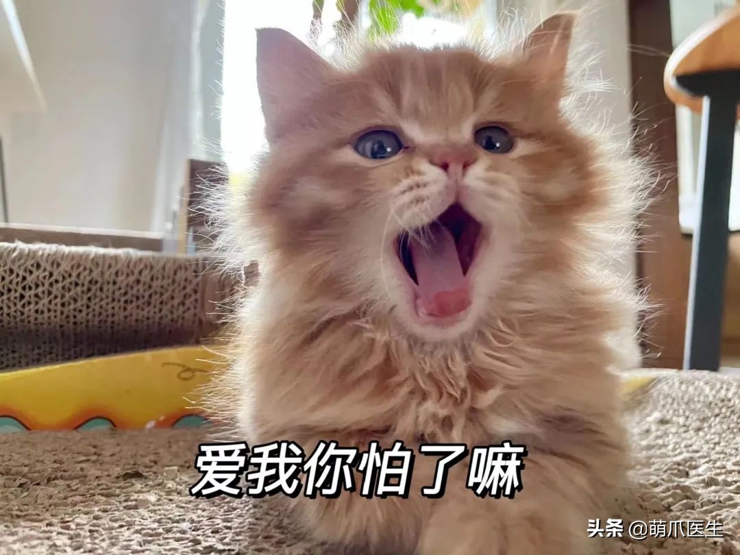 猫吃米线,猫吃米线吗