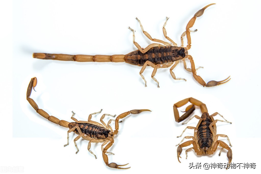 致命毒蝎号称“穷人的*品毒**”，巴铁还把它当烟抽，它有什么魔力？