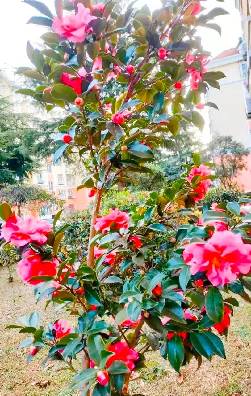 朗诵散文守望麦田,散文守望麦田