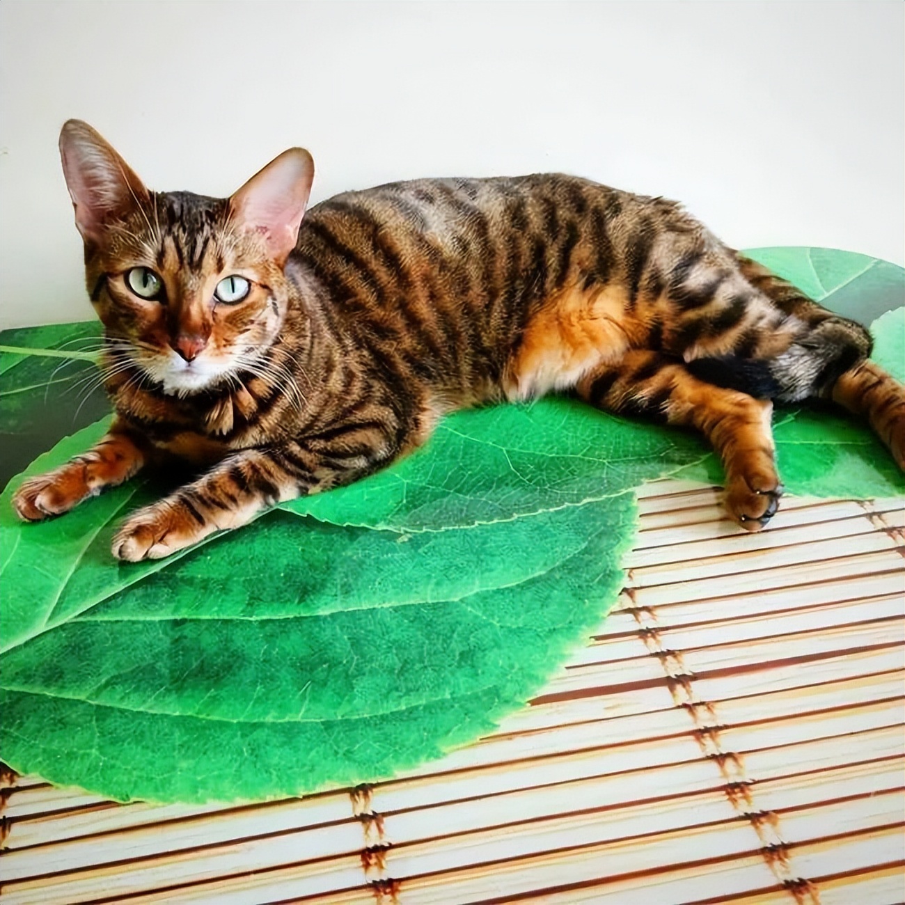 家猫常见的8个品种,常见的家猫都是什么品种