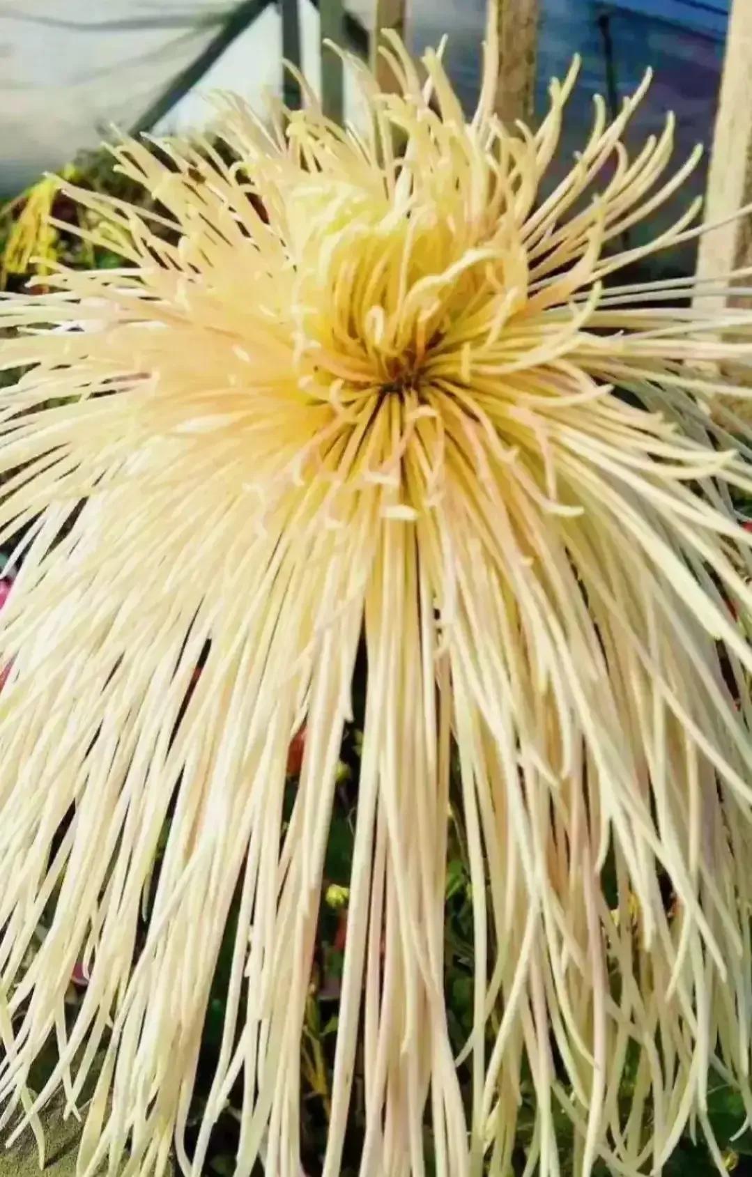 最最漂亮的金丝菊图片,美丽的金丝菊美图