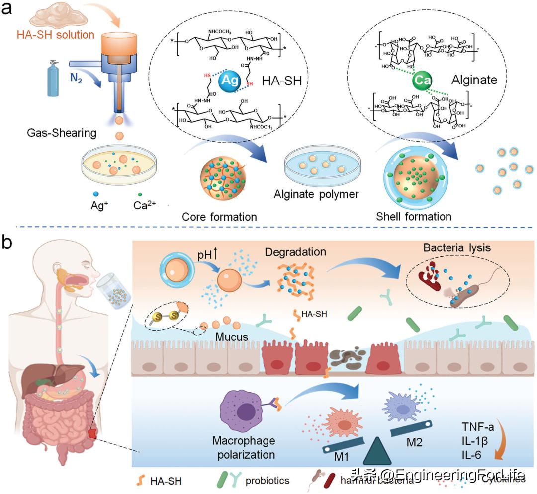 水凝胶微球国内有吗,高分子微球水凝胶