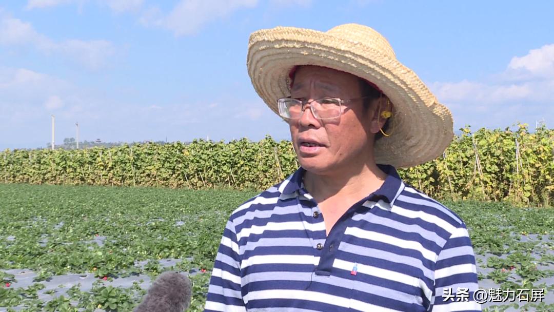 周末打卡地|去看“管道树”上的草莓and去摘冬日的第一颗草莓