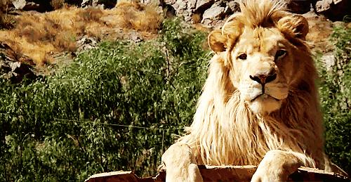 草原之王狮子怕马赛人,马赛人的狮子有多强