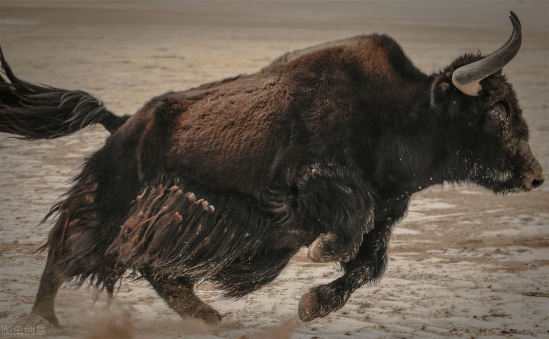 三江源成年雪豹被五只狼围攻,三江源现罕见藏棕熊捕食
