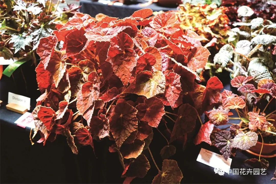 新兴的花卉盆栽,新兴花木盆景