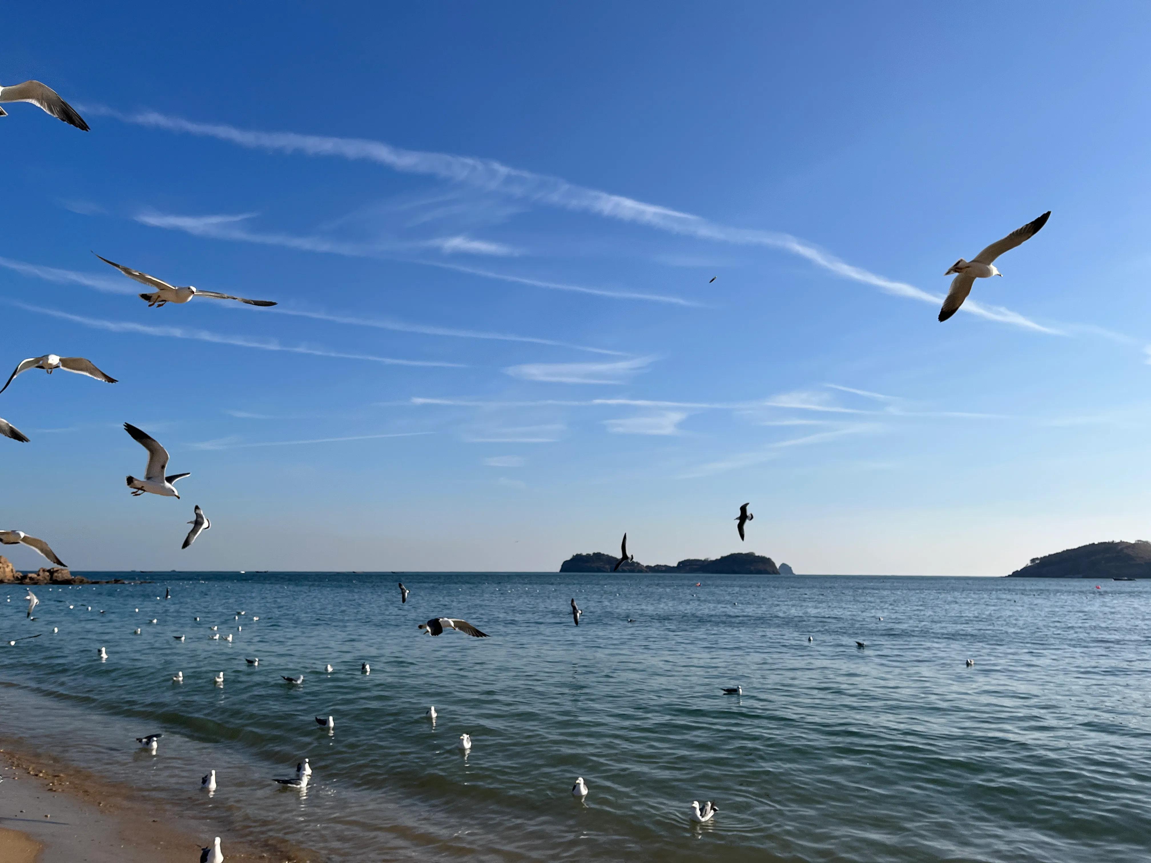 大连渤海旅游攻略最新,北国之春大连旅游攻略