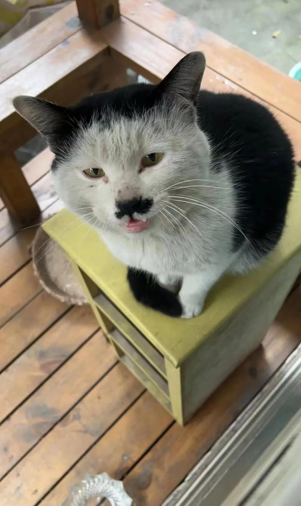 流浪猫大黑被收养后的日常生活,流浪猫大白很晚回来