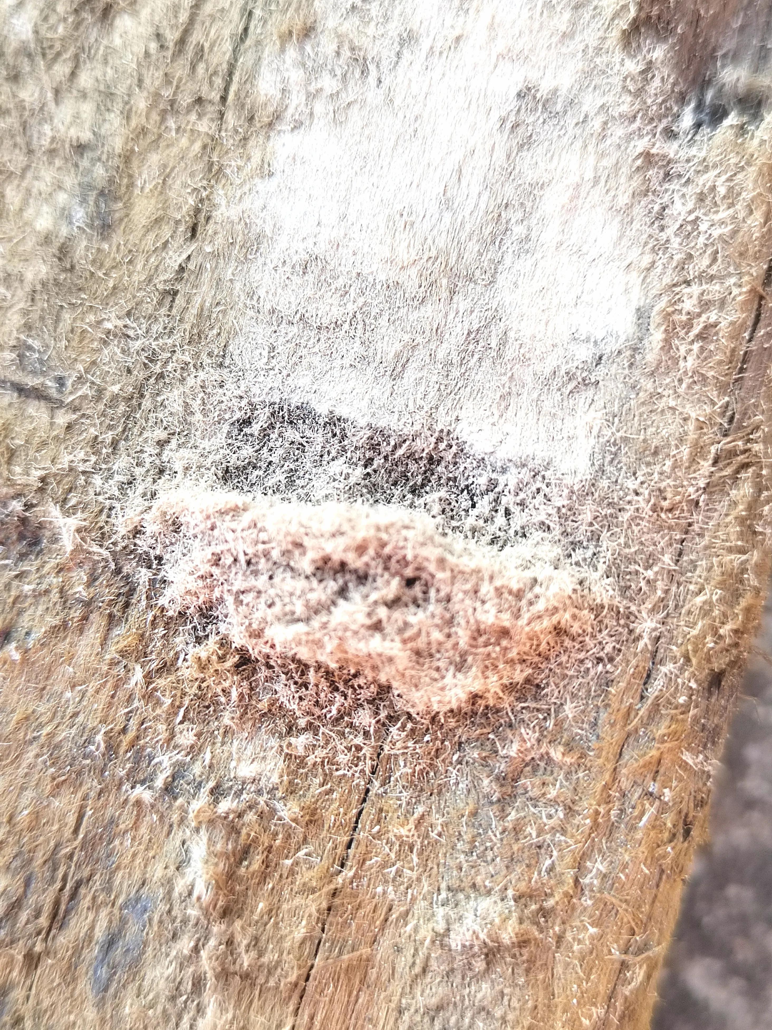 海南霸王岭白奇楠,海南白奇楠和紫奇楠