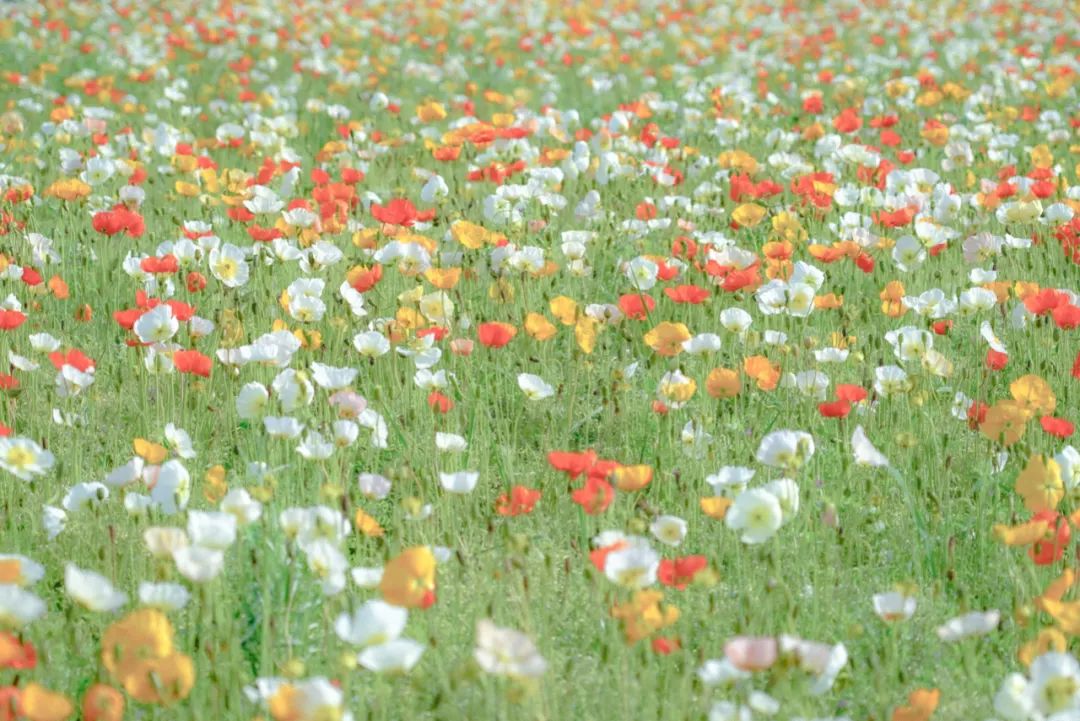 听我的，四月的杭州才是浪漫天花板。