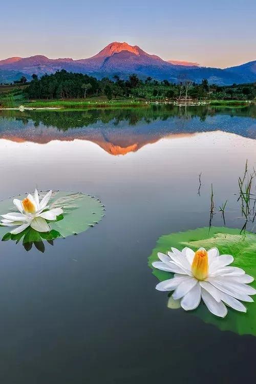 真实大自然风景图片手机壁纸,花草树木壁纸高清风景图片
