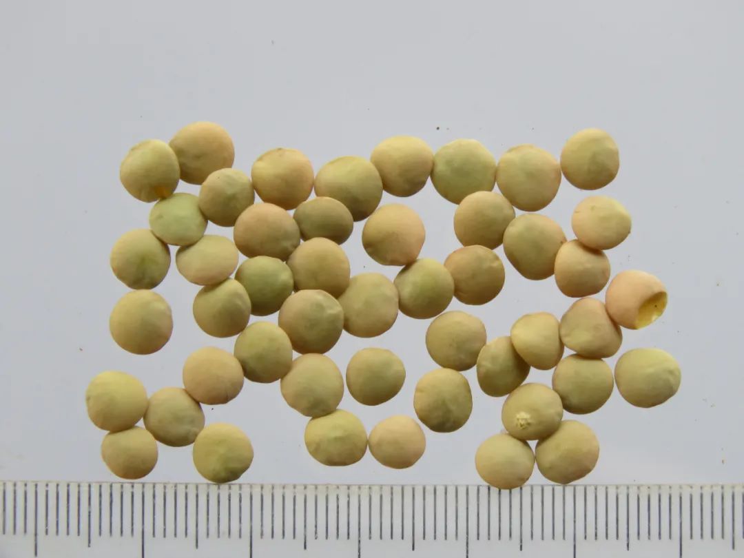 嗨，你家酸枣仁买对了吗？