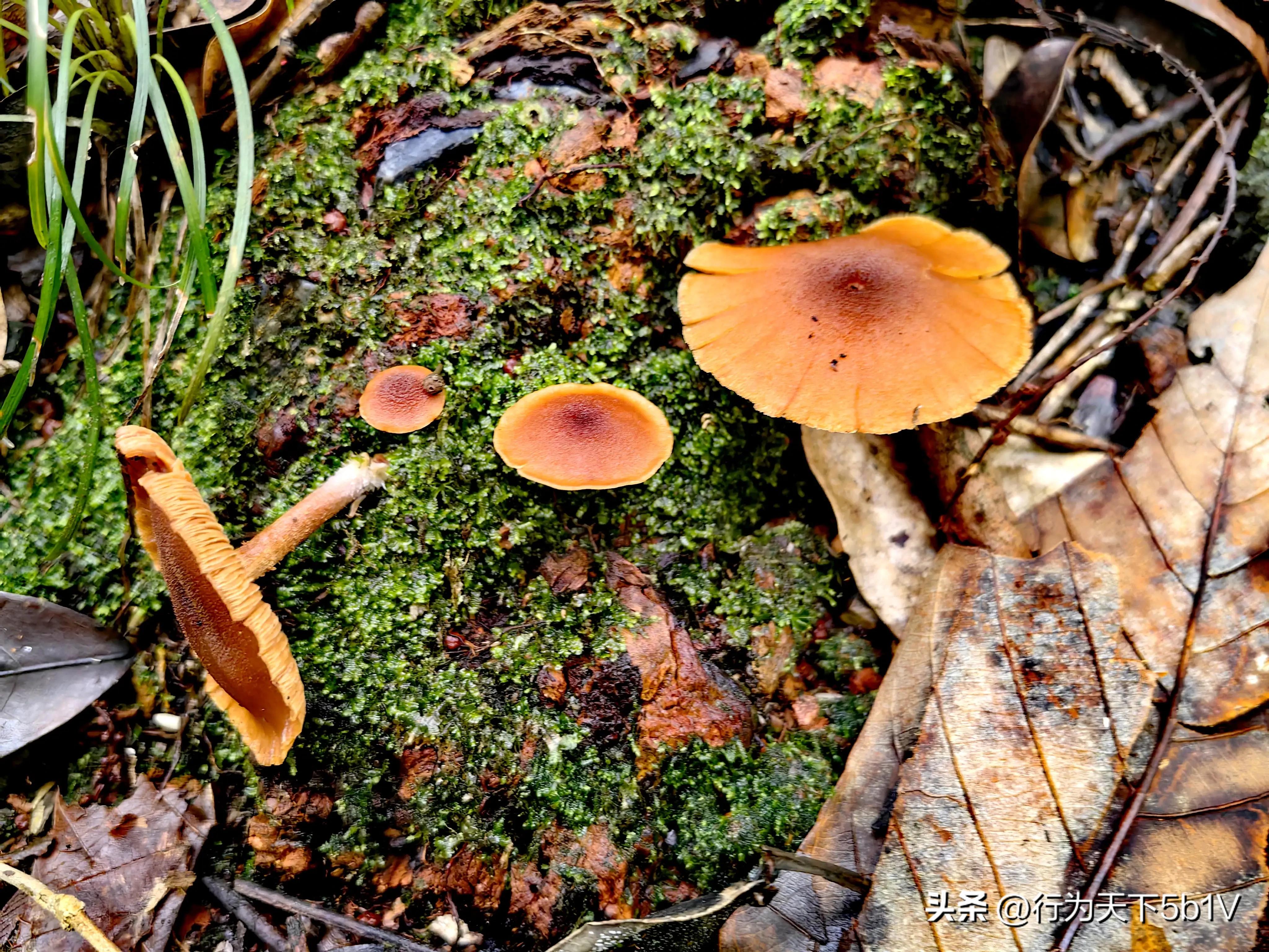 【探秘宛田红滩瀑布溯溪梦江吉翁瀑布】穿越花坪神秘风景线