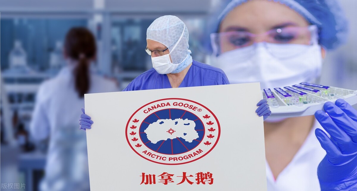 加拿大鹅可以加盟吗,加拿大鹅价格表及图片