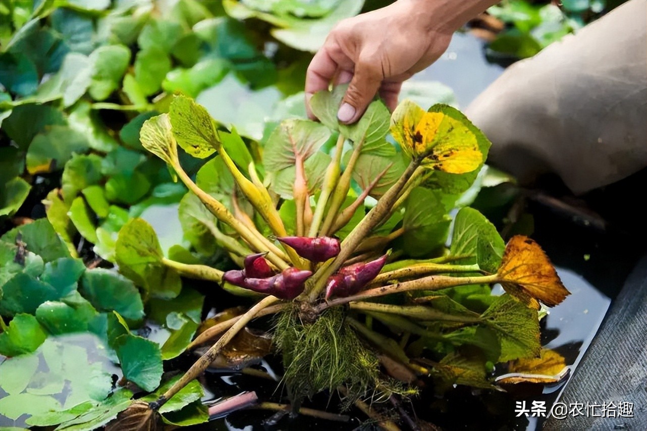 菱角菜寄生虫不小心生吞了怎么办,菱角为什么会有寄生虫