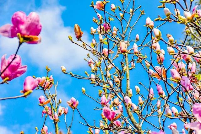 关于春的现代诗短诗自创,写春风的自编诗