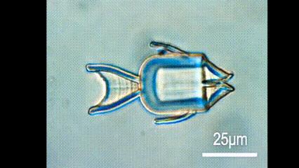 运动神经元显微镜观察内容与结果,显微镜下观察神经元的判断依据