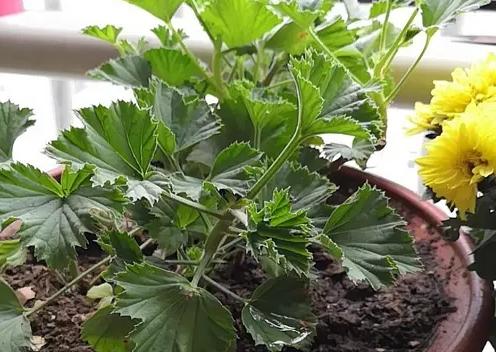 天竺葵蝴蝶梅一年开几次花,蝴蝶梅和天竺葵有啥区别