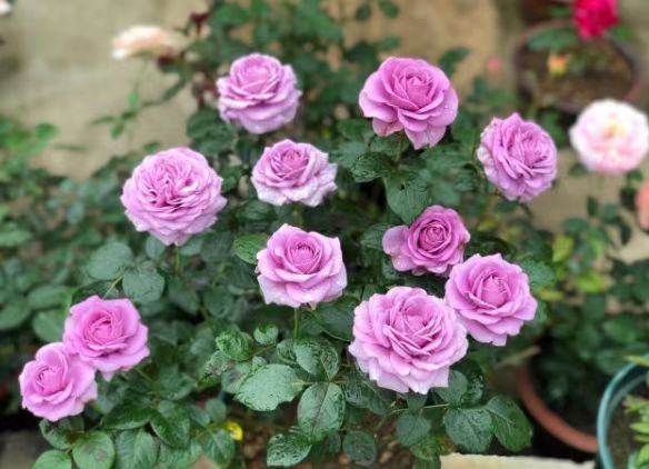 精致又温馨的小阳台,漂亮阳台月季花