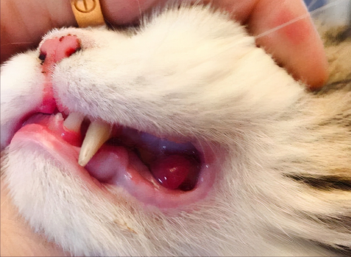 猫咪口臭的原因及治疗方法,猫咪口臭怎么办3大原因分析