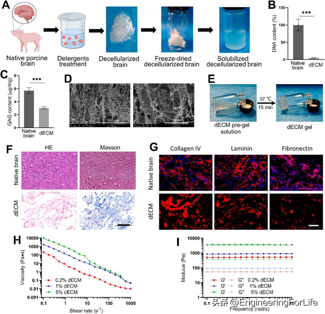 缺血性卒中干细胞,水凝胶干细胞