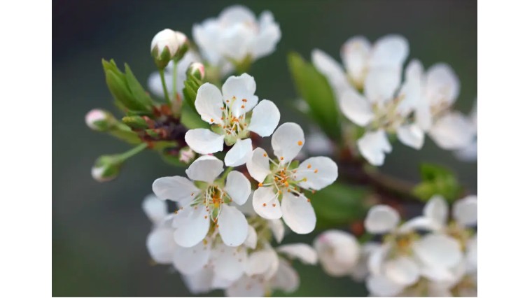 梅开二度在足球是什么意思,梅开二度这个梗的意思