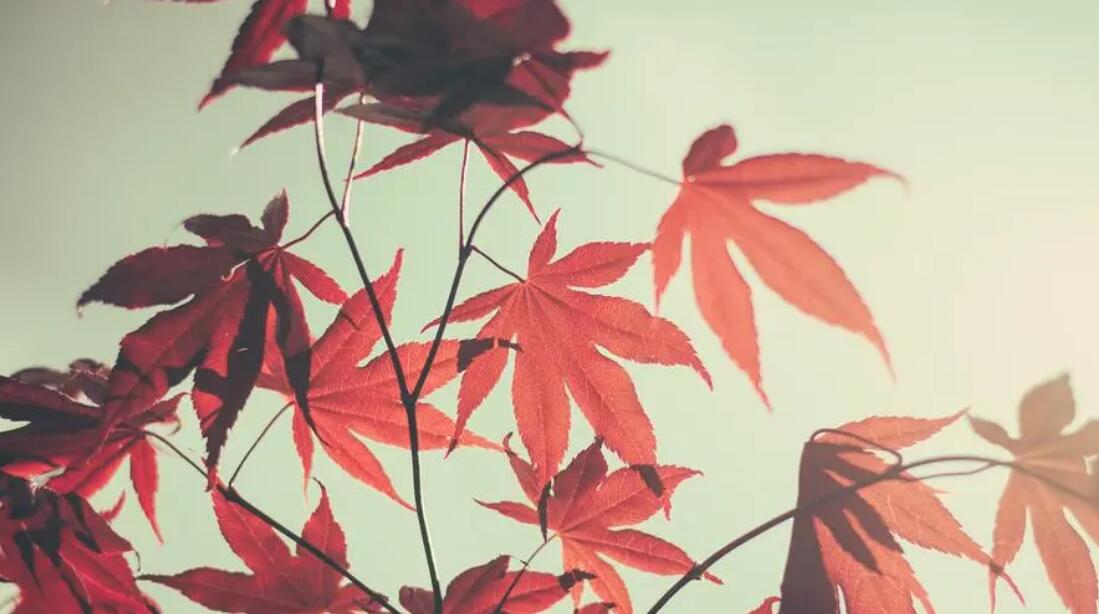 摩羯座应对一个人就应对不过来了,摩羯座遇到很难抉择的事情