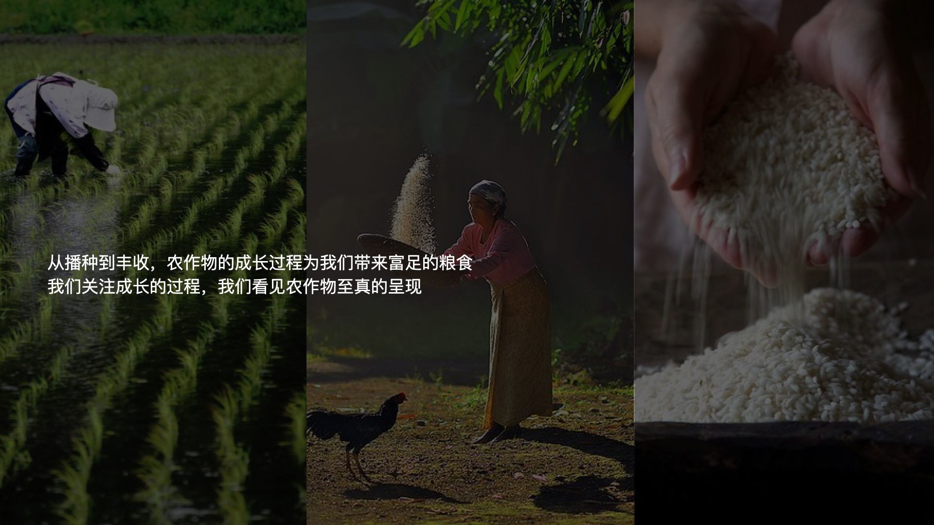 农产品室内vi设计,农产品vi设计营销推广