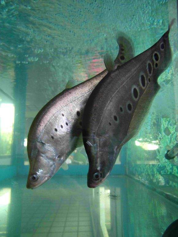 凶猛又好看的慈鲷鱼,性格温和的慈鲷鱼有哪些