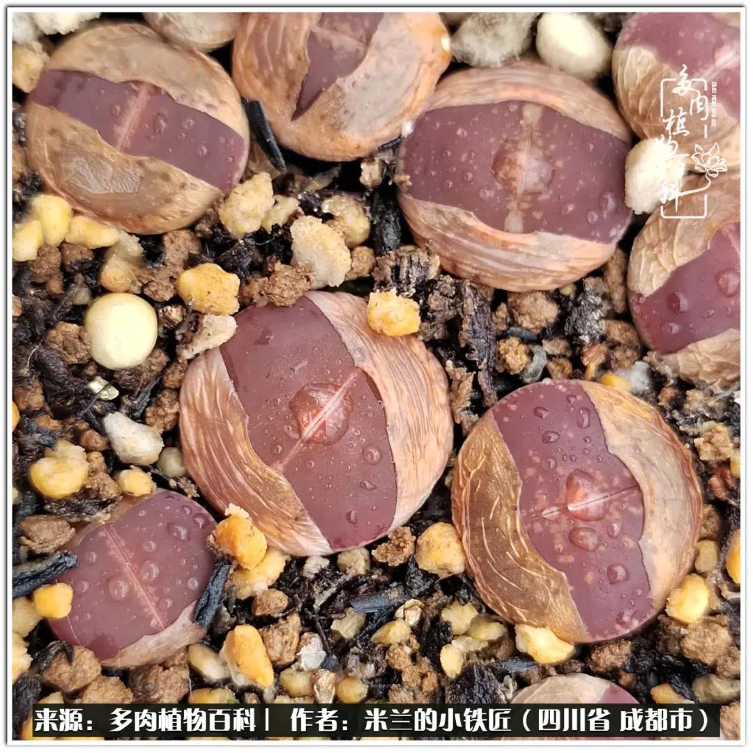 生石花好养吗怎么养护的,生石花的养殖方法和注意事项