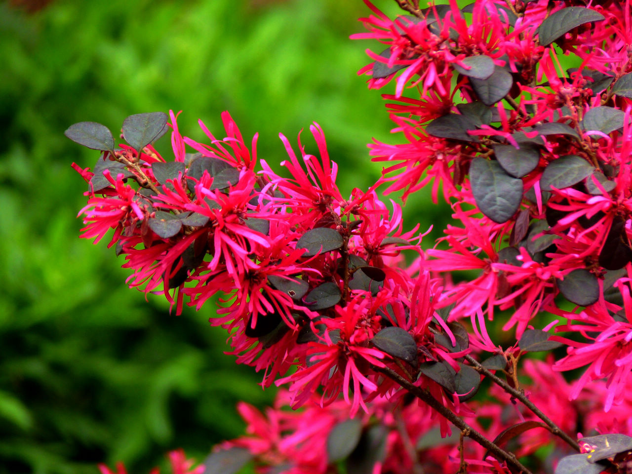 视觉盛宴五种赏花名花供您选择,春天十种最美的花介绍
