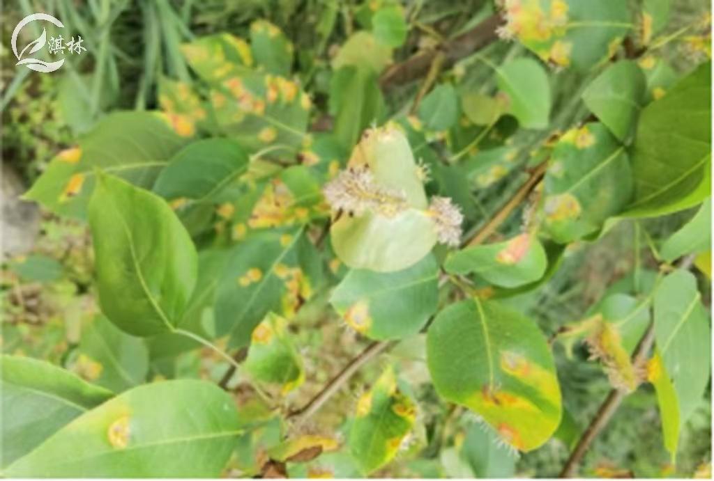 梨锈病用什么农药防治效果好,梨树得了梨锈病防治最佳方法