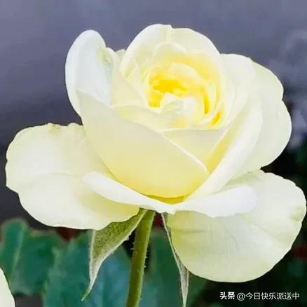 美醉了的月季花图片,各种颜色的月季花图片