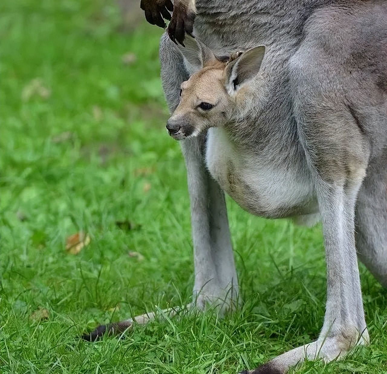 吃喝拉撒都在狗笼里,袋鼠拉屎在育儿袋里吗