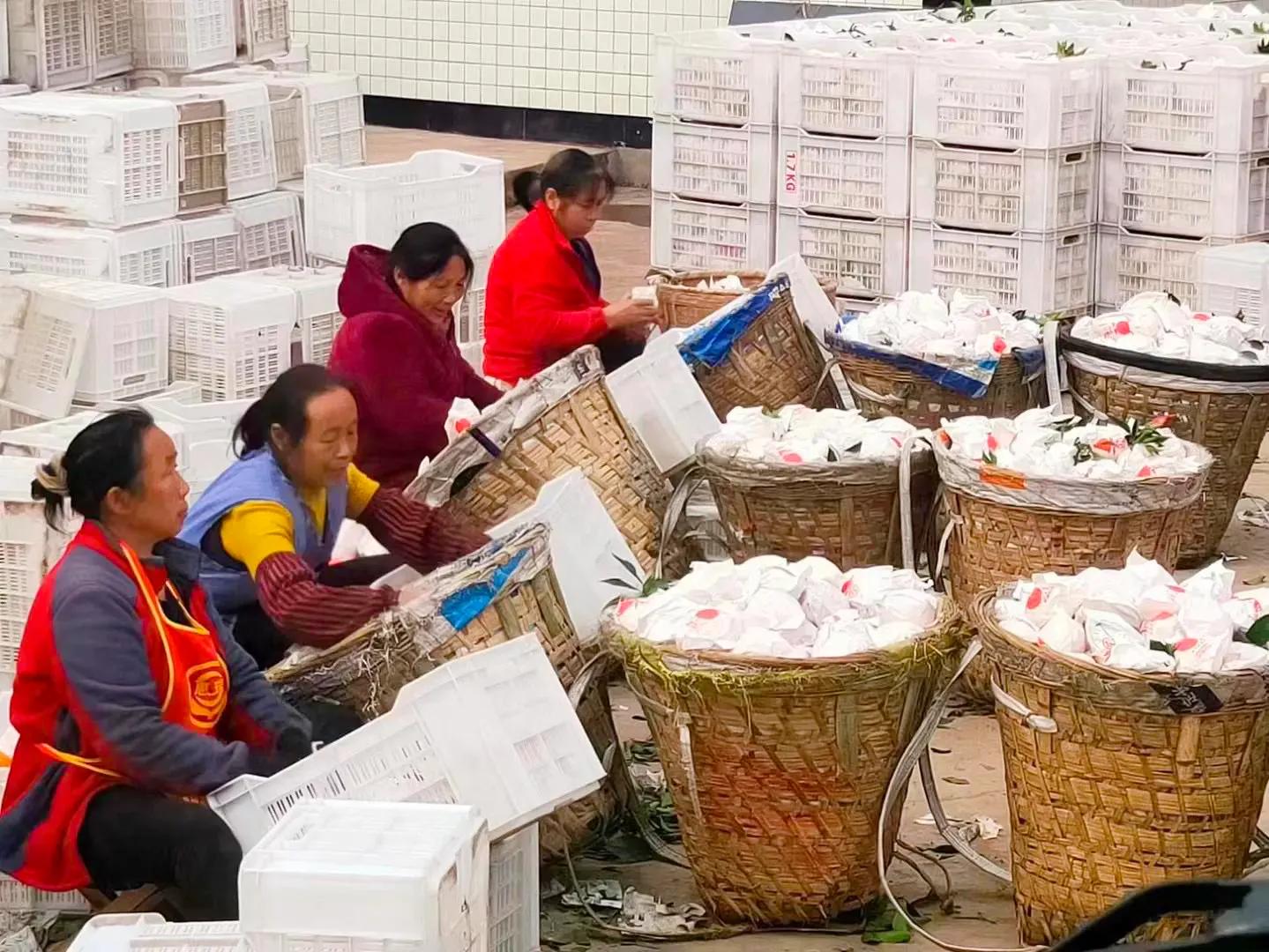 柑橘购买与销售,柑橘买卖