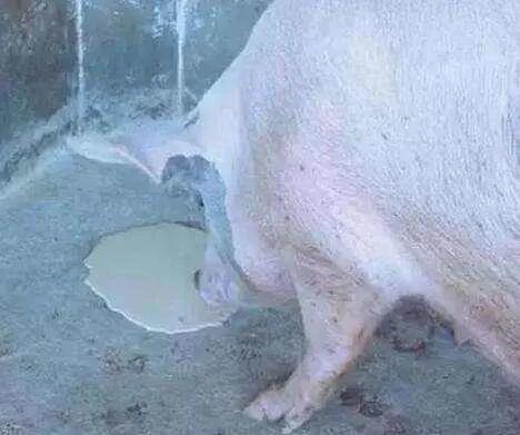 10日龄仔猪腹泻呕吐,仔猪拉稀呕吐死亡是什么原因