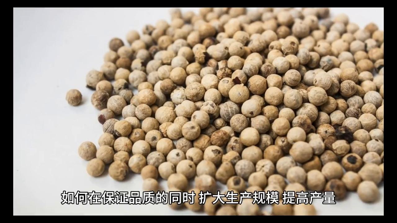 海南省白胡椒产地,海南文昌市产的白胡椒好吗