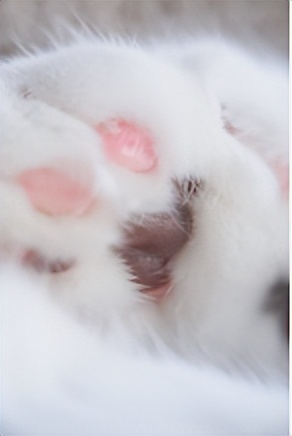 “多姿多彩”的法语世界：与颜色有关的习语表达