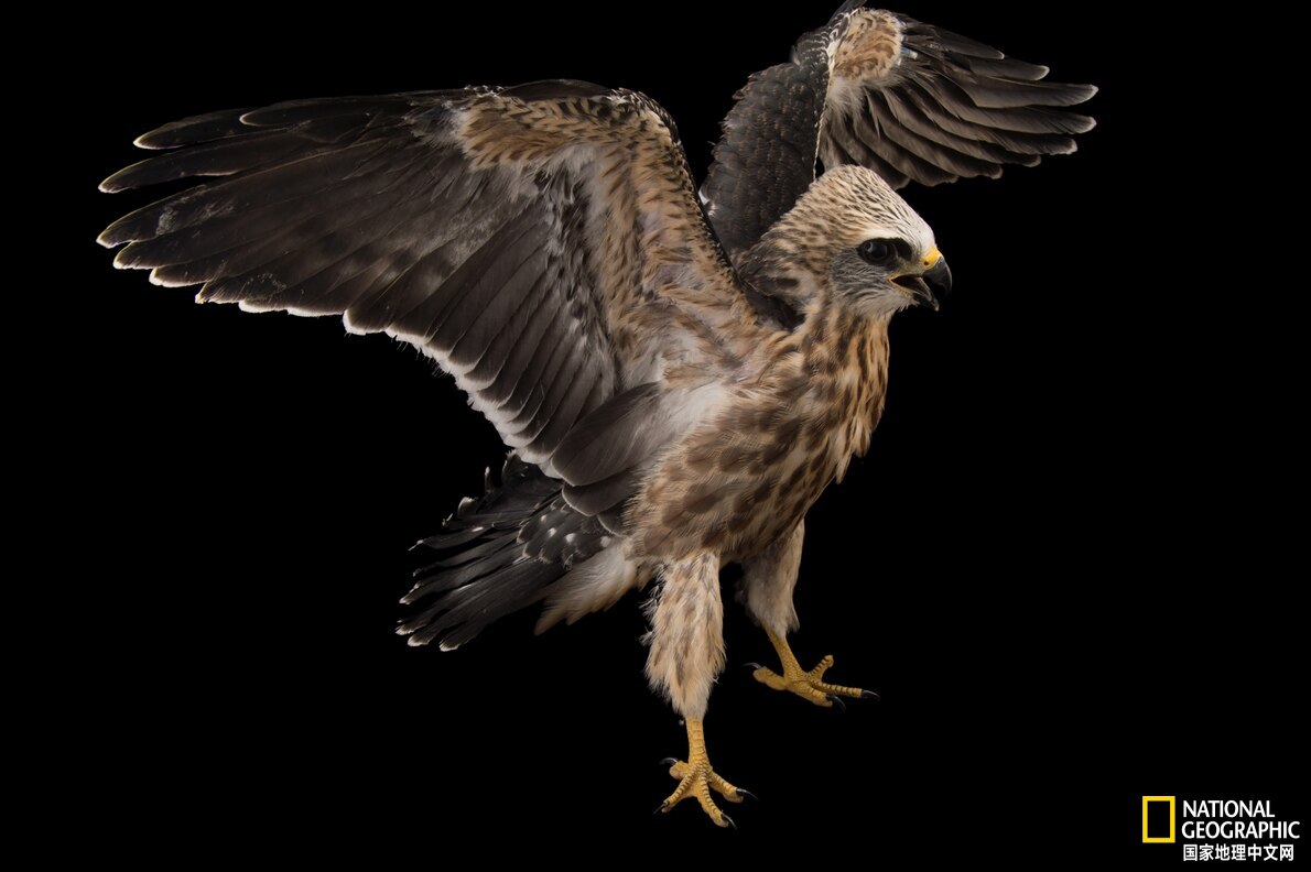 美国最神秘的物种,美国独有物种