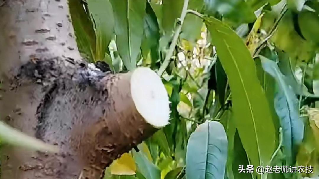 已经长成的桃树怎么修,修剪桃树怎么处理树枝