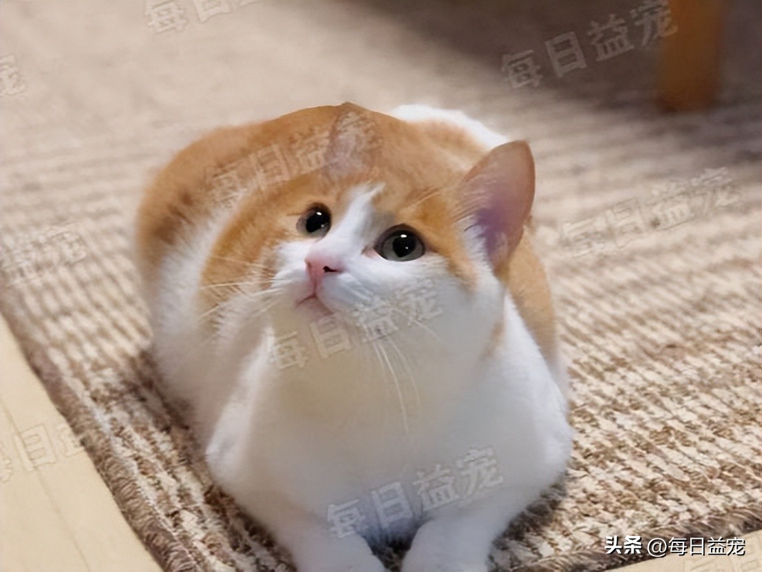 中华田园猫常见猫颜色和品种,中华田园猫最稀有的猫品种