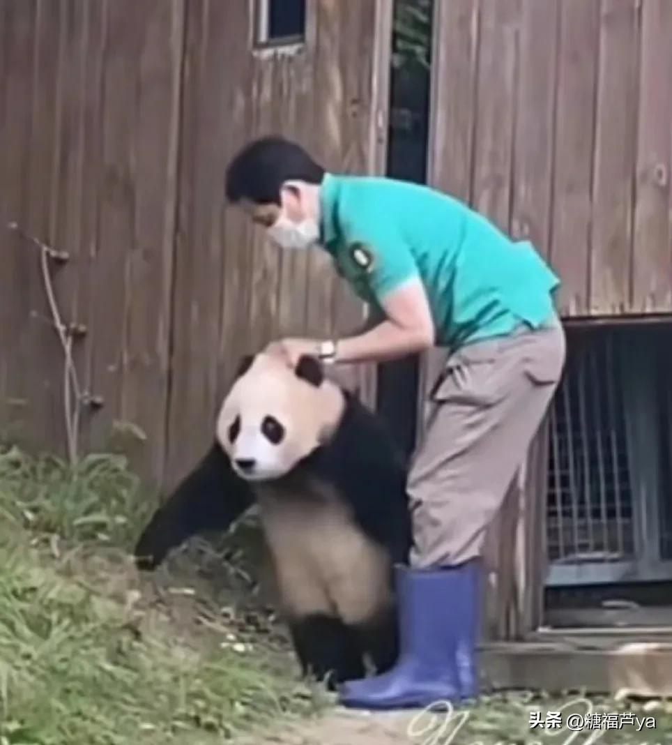 那些证明福宝是人的证据——毛皮大衣下是个小人精